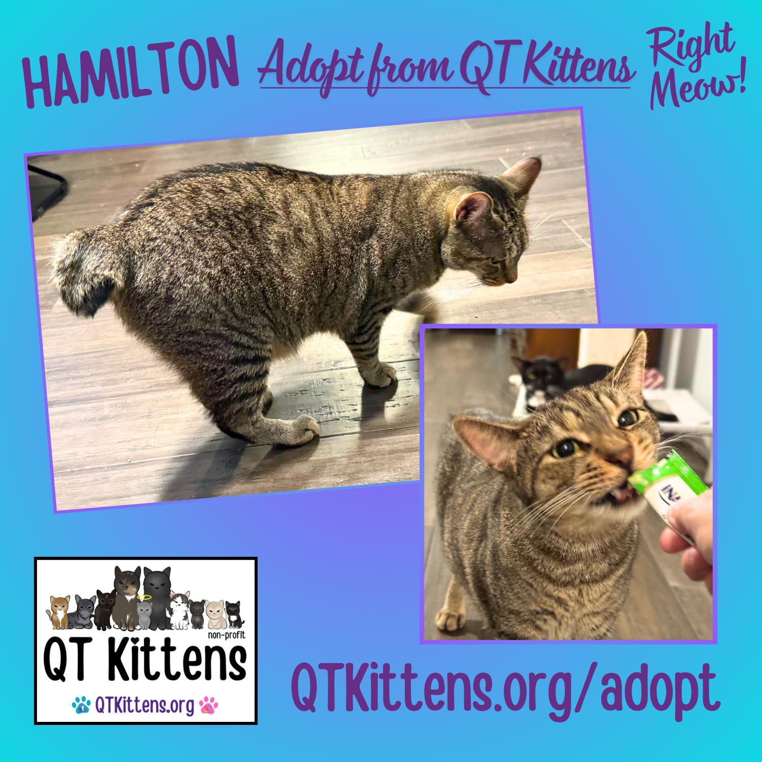 Hamilton, Adoptable, Young Male Domestic Short Hair & American Bobtail.