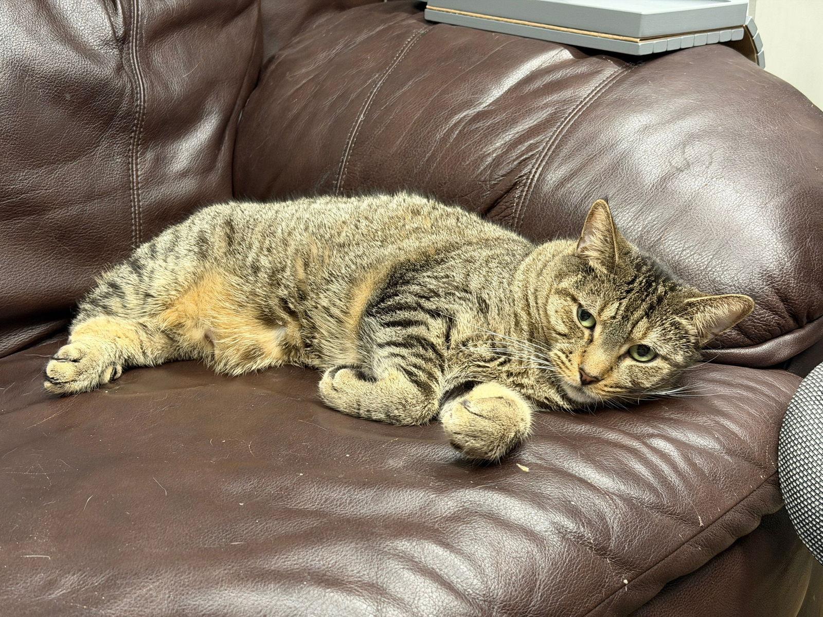 Hamilton, Adoptable, Young Male Domestic Short Hair & American Bobtail.