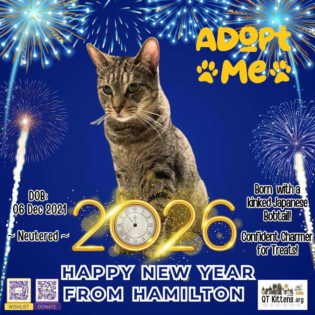 Hamilton, a Adoptable mixed breed in Naples, FL image 3/6