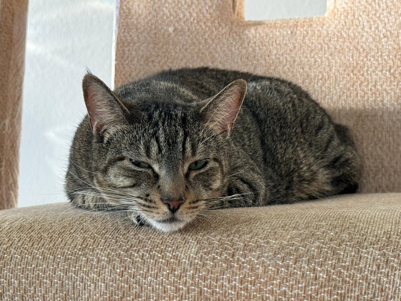 Enlarge Hamilton, a Adoptable mixed breed in Naples, FL image 2/3