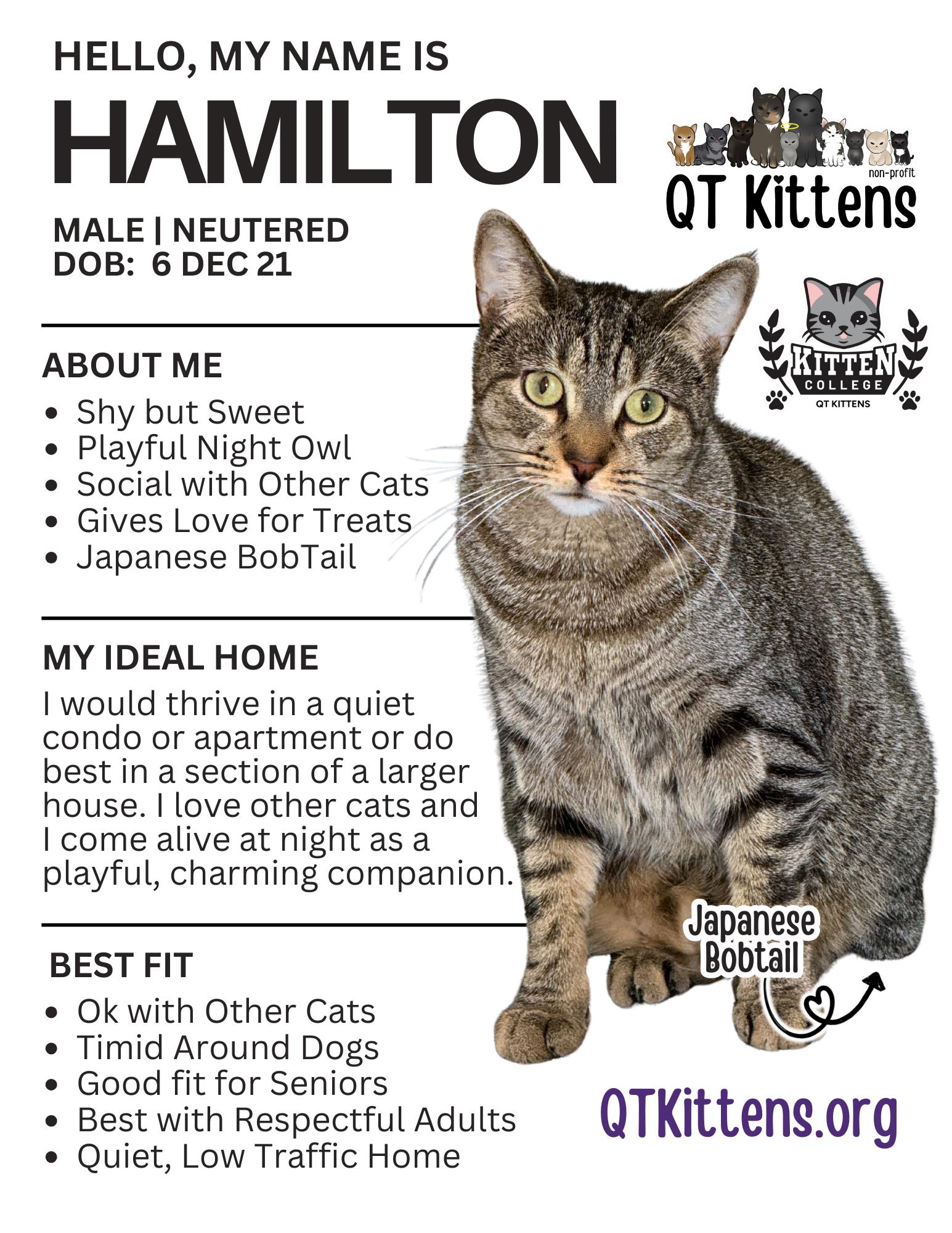 Enlarge Hamilton, a Adoptable mixed breed in Naples, FL image 2/3