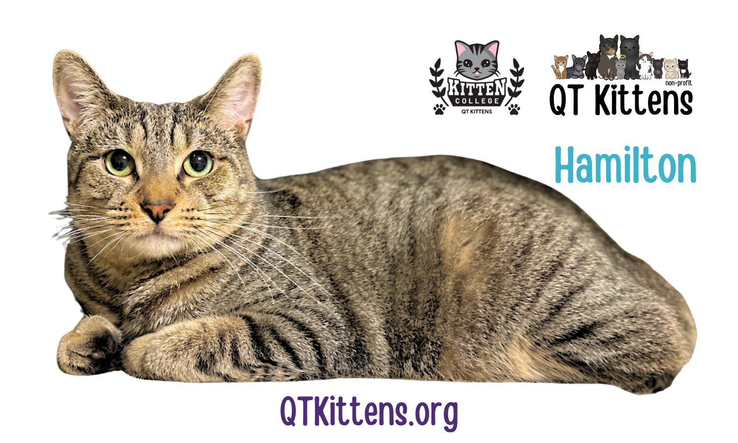 Enlarge Hamilton, a Adoptable mixed breed in Naples, FL image 3/3