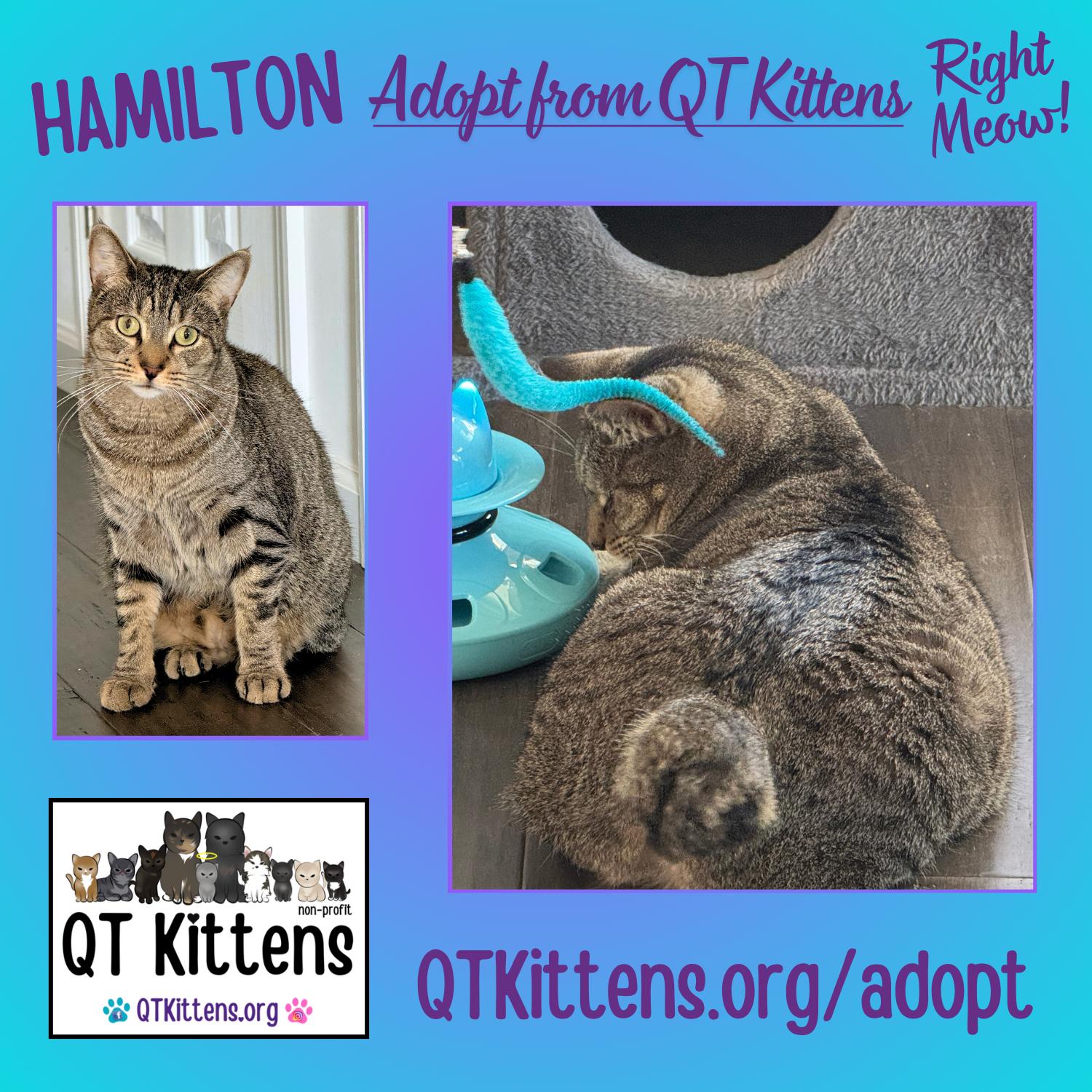 Enlarge Hamilton, a Adoptable mixed breed in Naples, FL image 3/3