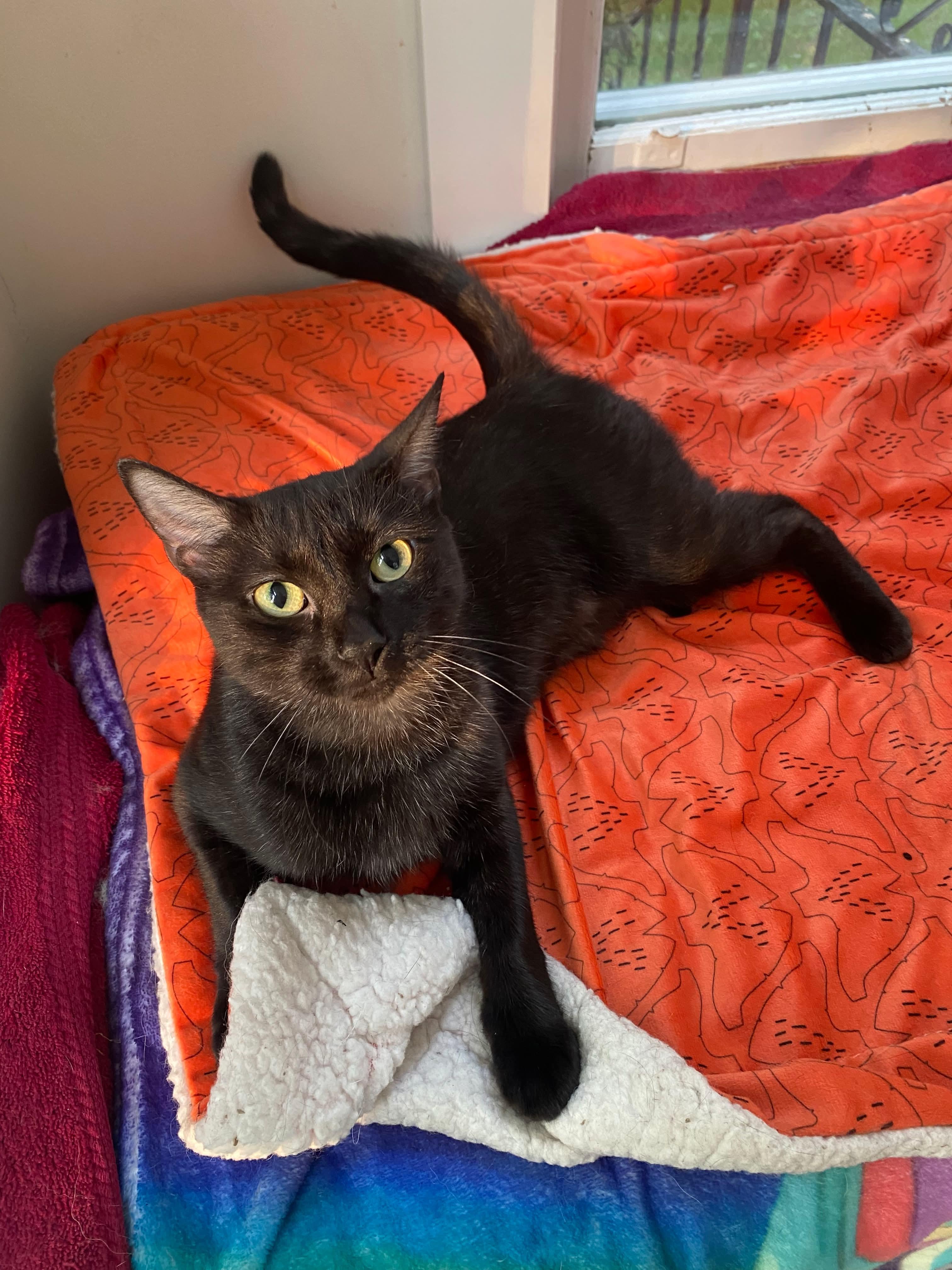 TAMMY, an adoptable Domestic Short Hair in St Francois Xavier, MB, R4L 1A2 | Photo Image 1