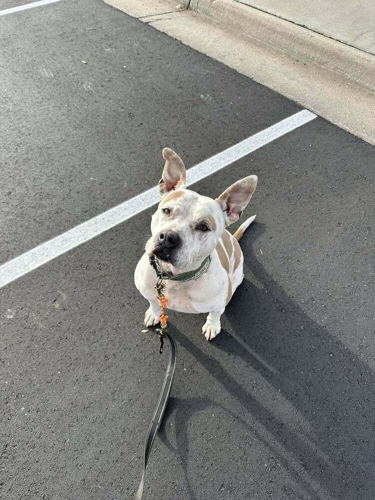Jenna, a Adopted American Bulldog in Littleton, CO image 1/6