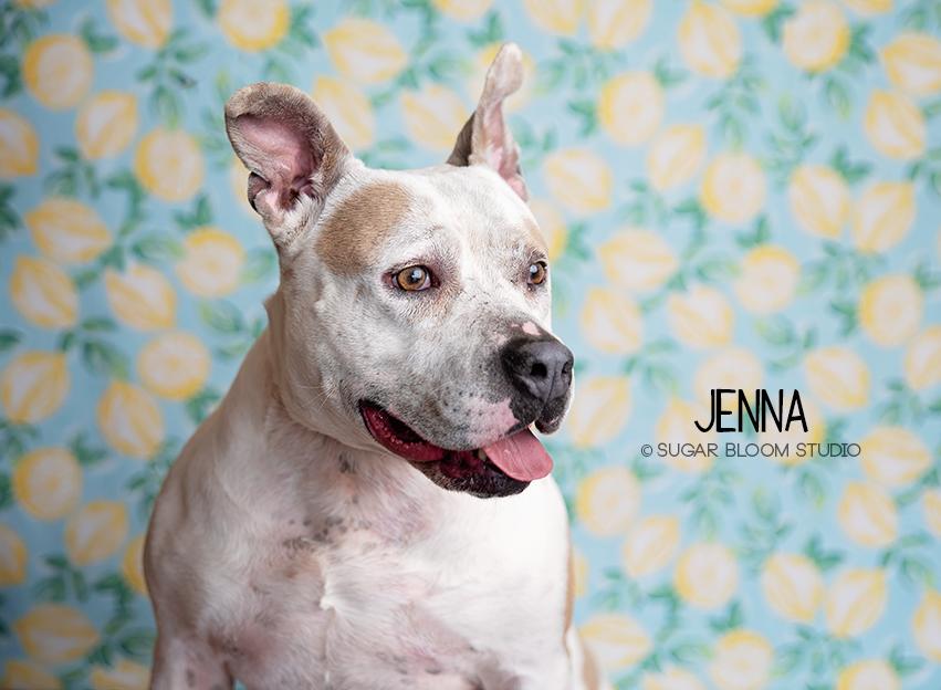 Jenna, a Adopted American Bulldog in Littleton, CO image 2/6