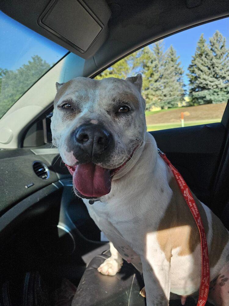 Jenna, a Adopted American Bulldog in Littleton, CO image 3/6