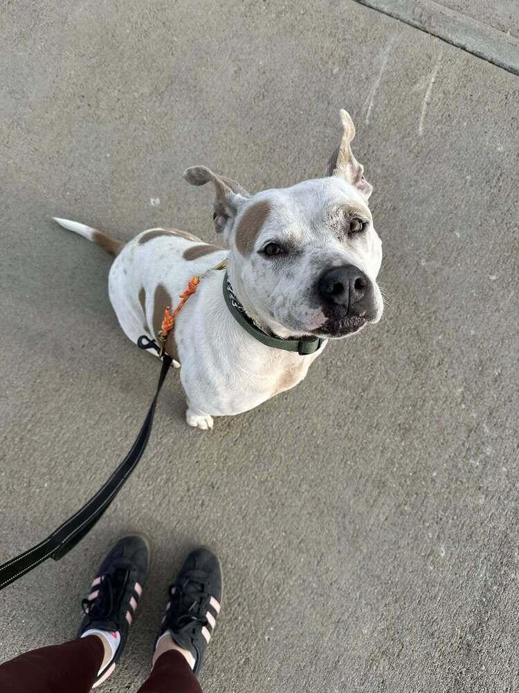Jenna, a Adopted American Bulldog in Littleton, CO image 4/6