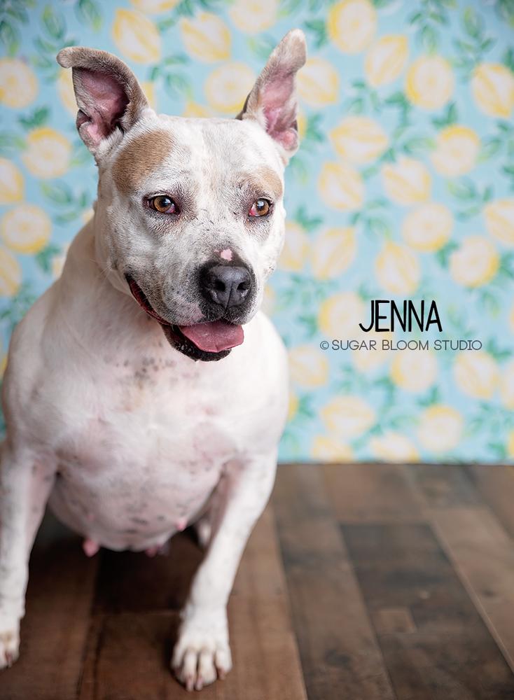 Jenna, a Adopted American Bulldog in Littleton, CO image 5/6
