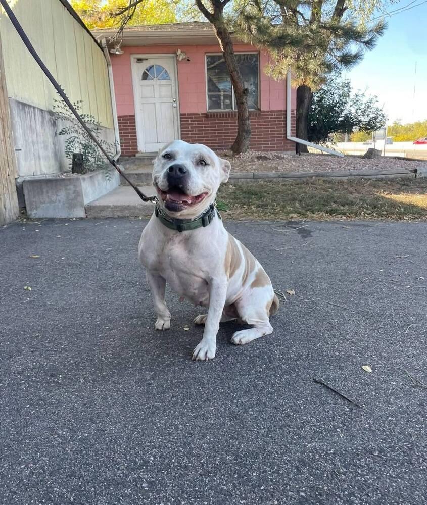 Jenna, a Adopted American Bulldog in Littleton, CO image 6/6