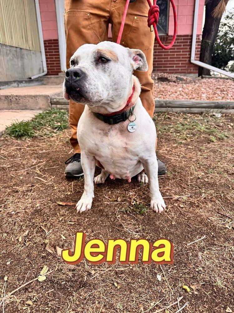 Jenna, a Adopted American Bulldog in Littleton, CO image 6/6
