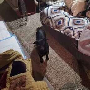 Rosie, Adopted, Adult Female Chihuahua.