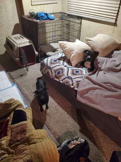 Rosie, a Adopted Chihuahua in Lodi, CA image 2/12