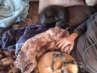 Rosie, a Adopted Chihuahua in Lodi, CA image 3/12