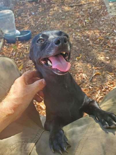 Rosie, a Adopted Chihuahua in Lodi, CA image 4/12