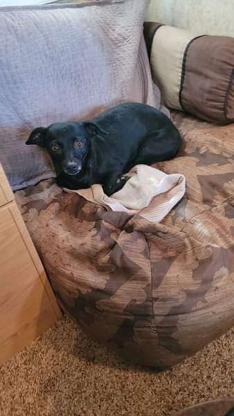 Rosie, a Adopted Chihuahua in Lodi, CA image 5/12