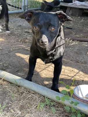 Rosie, a Adopted Chihuahua in Lodi, CA image 6/12