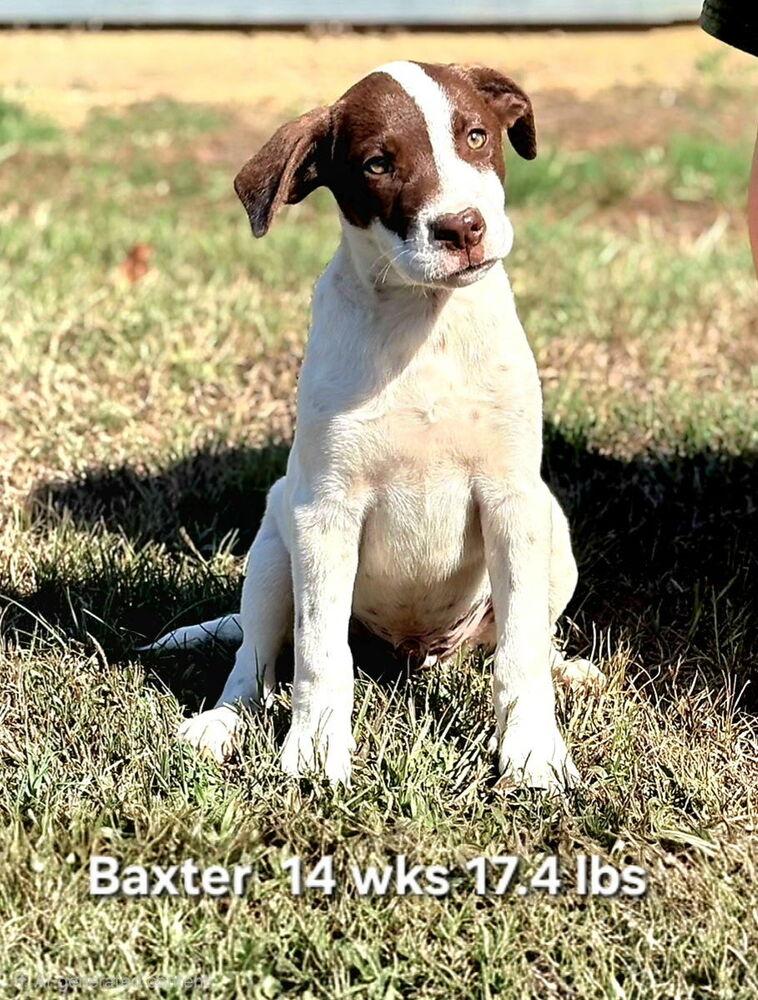 Enlarge Baxter, a Adoptable mixed breed in Norfolk, MA image 1/1