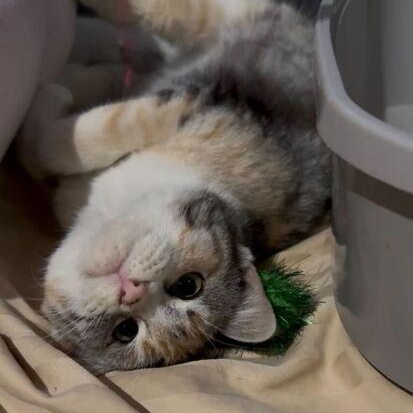 Jitterbug, ADOPTABLE, Young Female Domestic Short Hair.