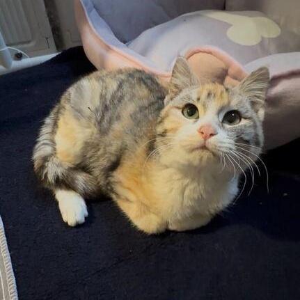 Enlarge Jitterbug, a ADOPTABLE Domestic Short Hair in Midvale, UT image 2/4