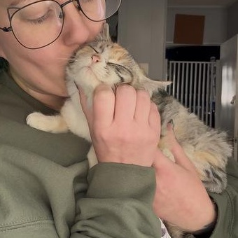 Enlarge Jitterbug, a ADOPTABLE Domestic Short Hair in Midvale, UT image 4/4