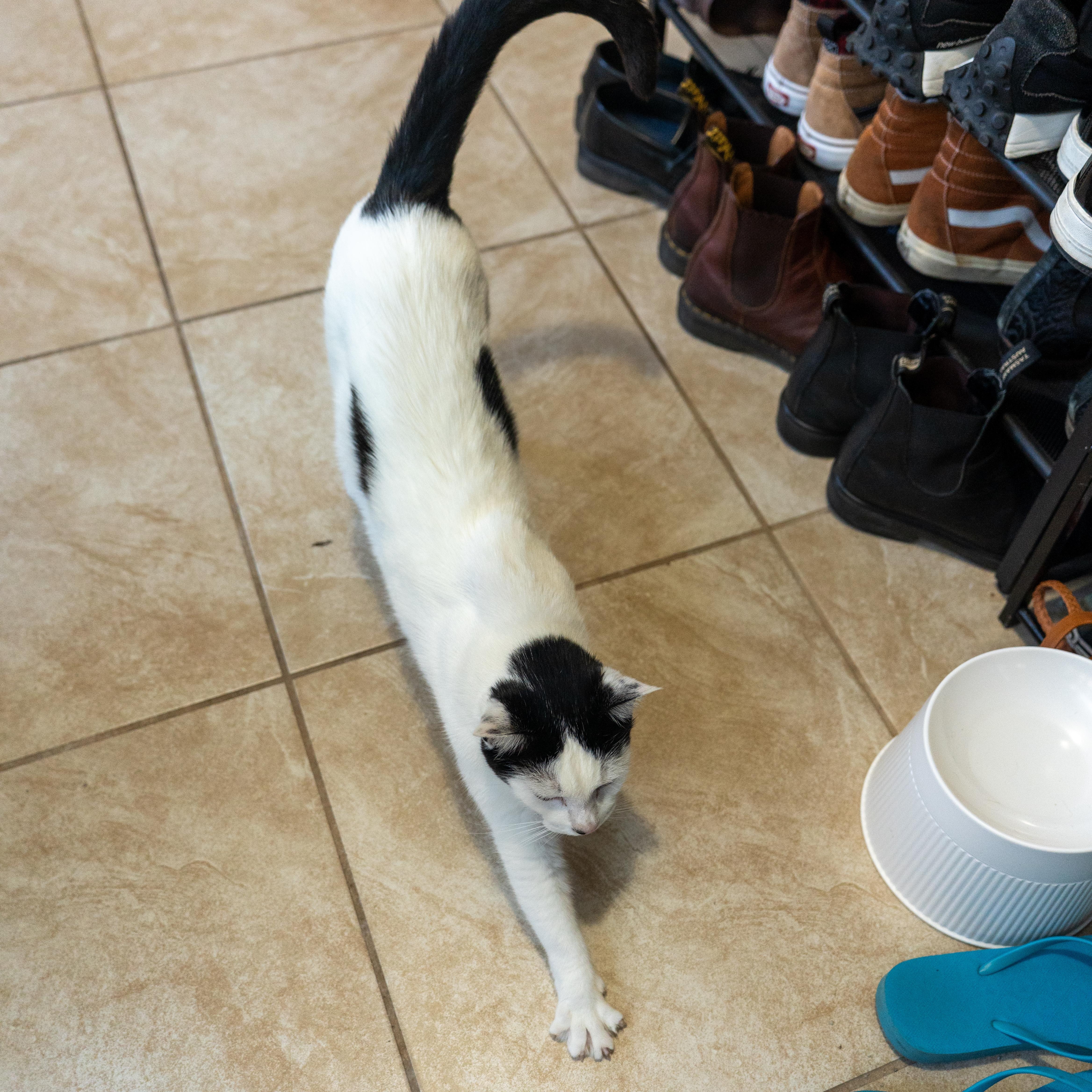 Enlarge Momma Cow, a Adoptable mixed breed in Hamel, IL image 2/6