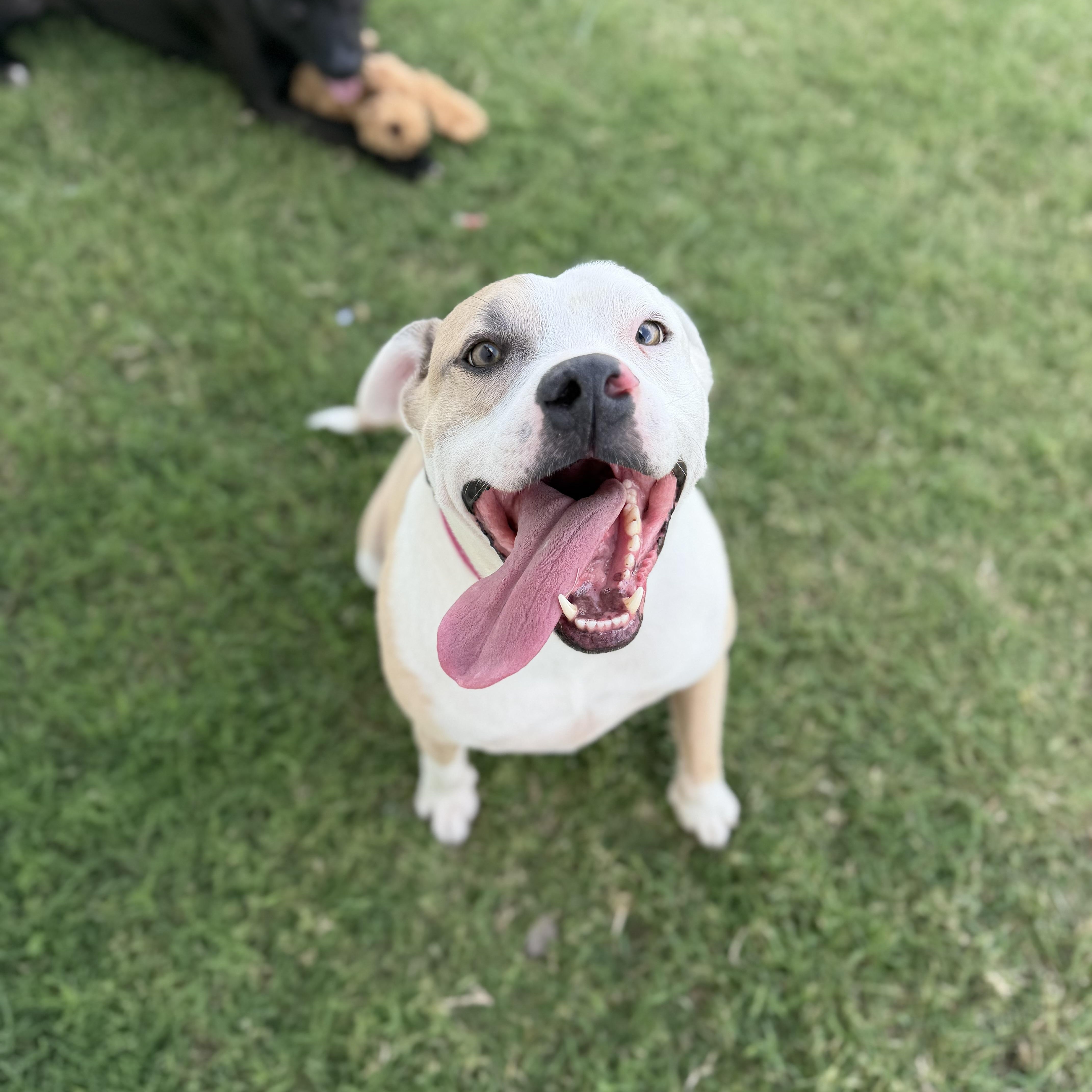 Enlarge Fred, a ADOPTABLE mixed breed in Geronimo, OK image 2/4