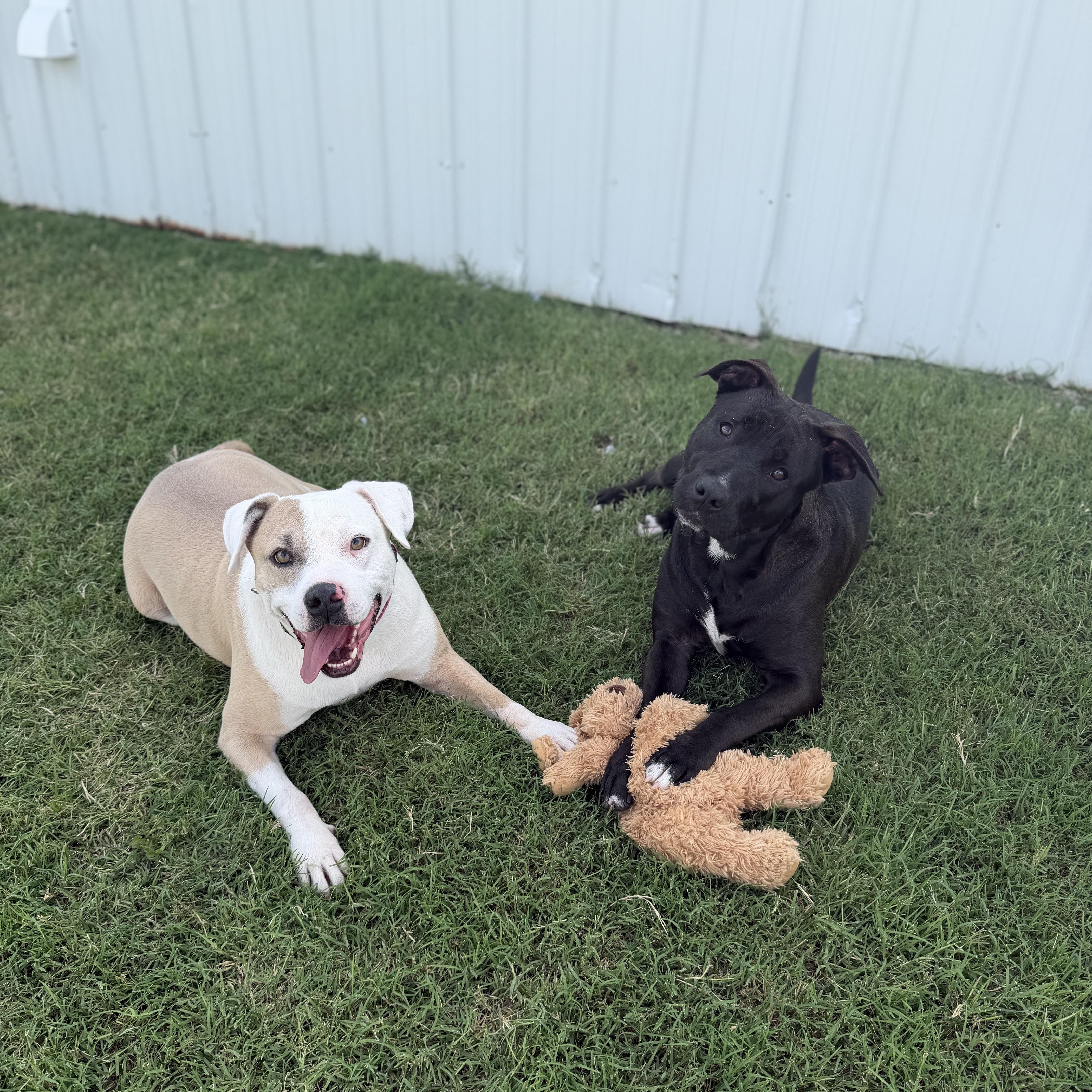 Enlarge Fred, a ADOPTABLE mixed breed in Geronimo, OK image 4/4