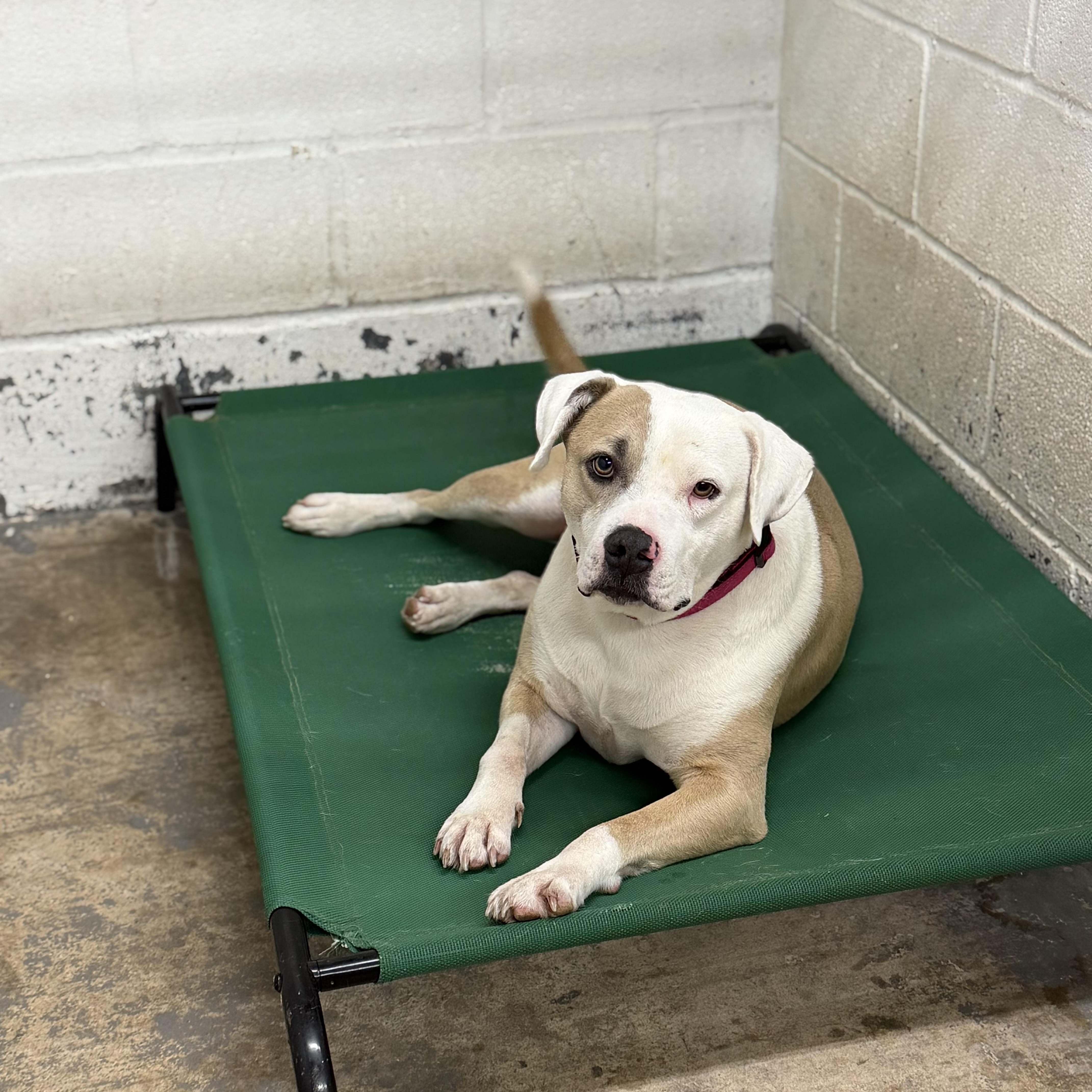 Fred, ADOPTABLE, Young Male Pit Bull Terrier.