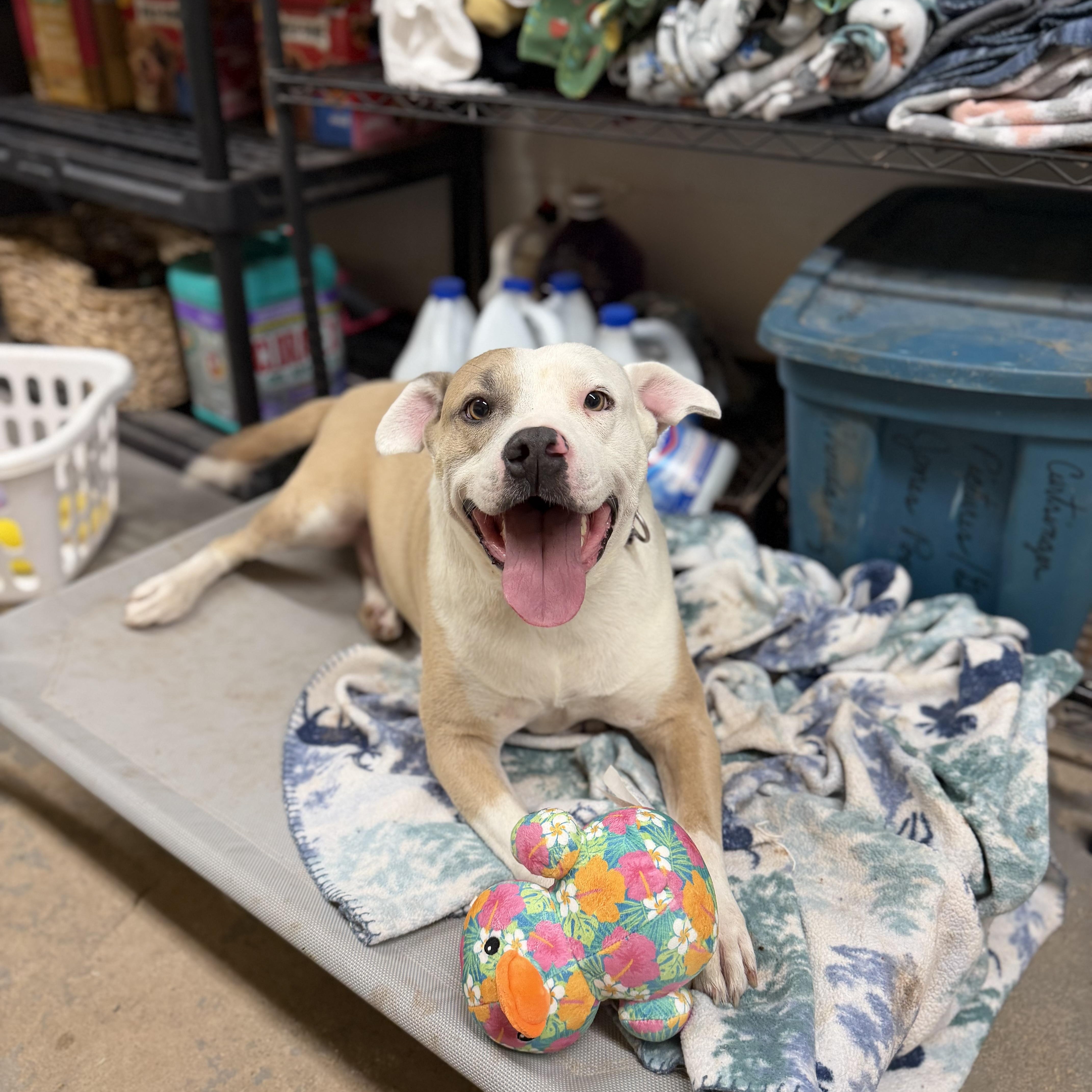 Enlarge Fred, a ADOPTABLE mixed breed in Geronimo, OK image 3/4