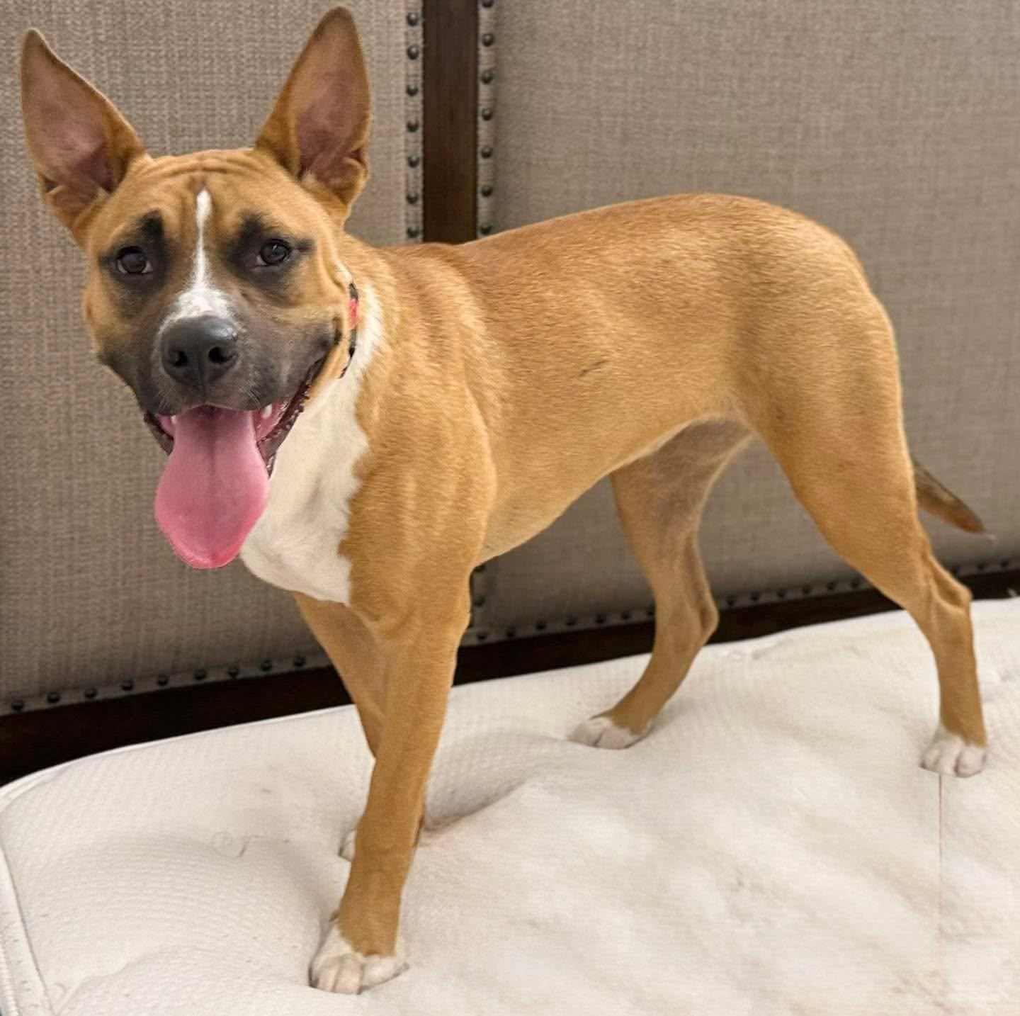 Enlarge Wolfe, a Adoptable mixed breed in Grand Island, NE image 3/4
