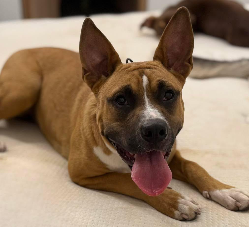 Enlarge Wolfe, a Adoptable mixed breed in Grand Island, NE image 1/4