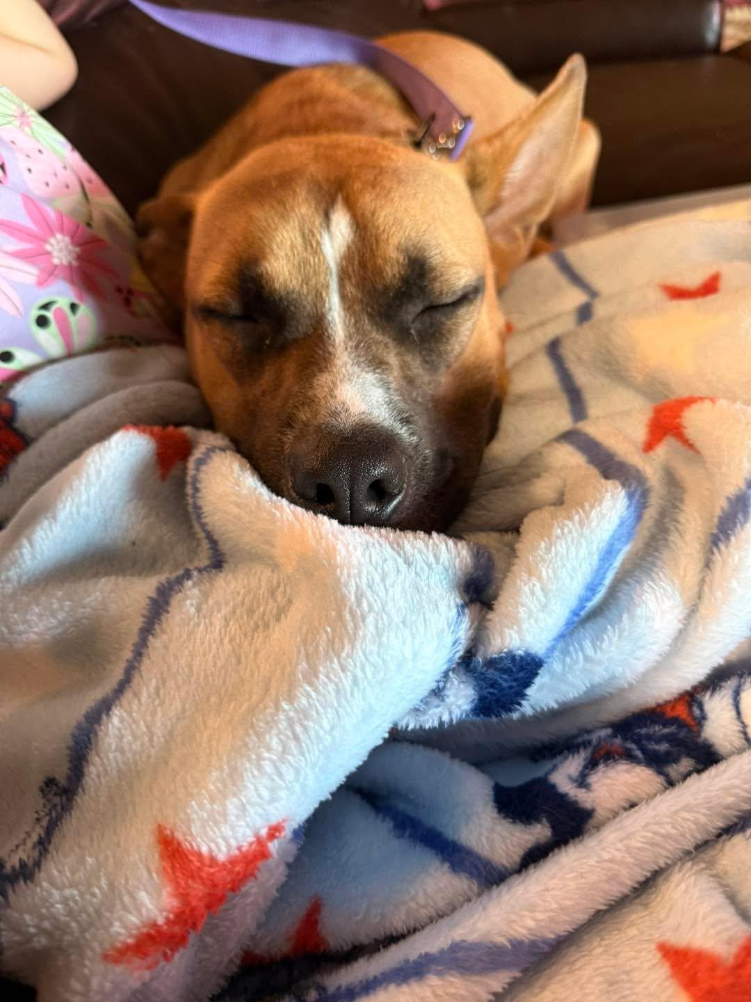 Enlarge Wolfe, a Adoptable mixed breed in Grand Island, NE image 2/4