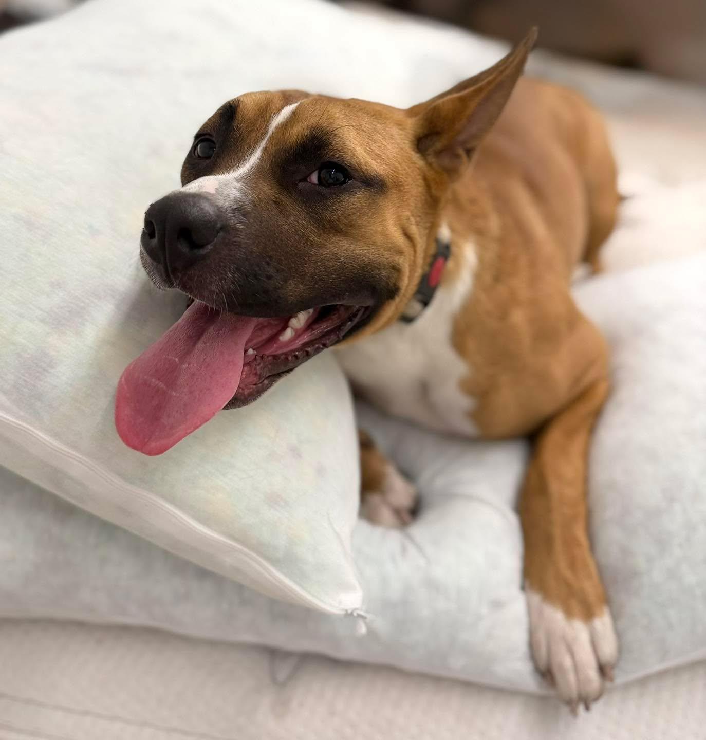 Enlarge Wolfe, a Adoptable mixed breed in Grand Island, NE image 4/4