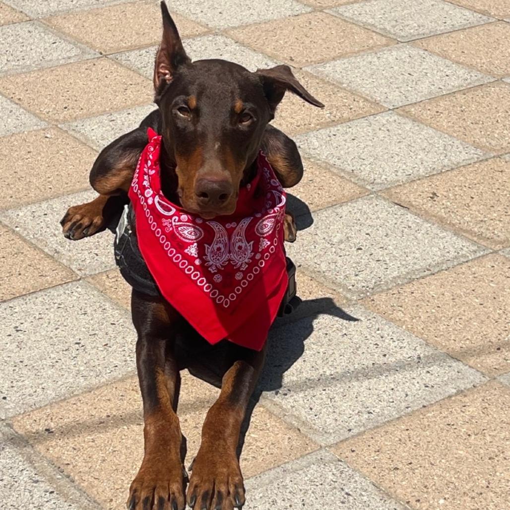 Enlarge Ryder, a Adoptable Doberman Pinscher in San Diego, CA image 1/2