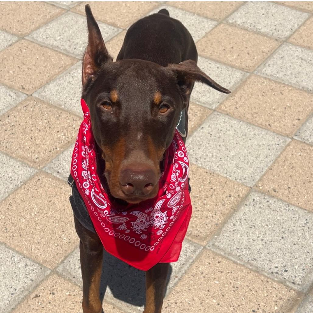 Enlarge Ryder, a Adoptable Doberman Pinscher in San Diego, CA image 2/2