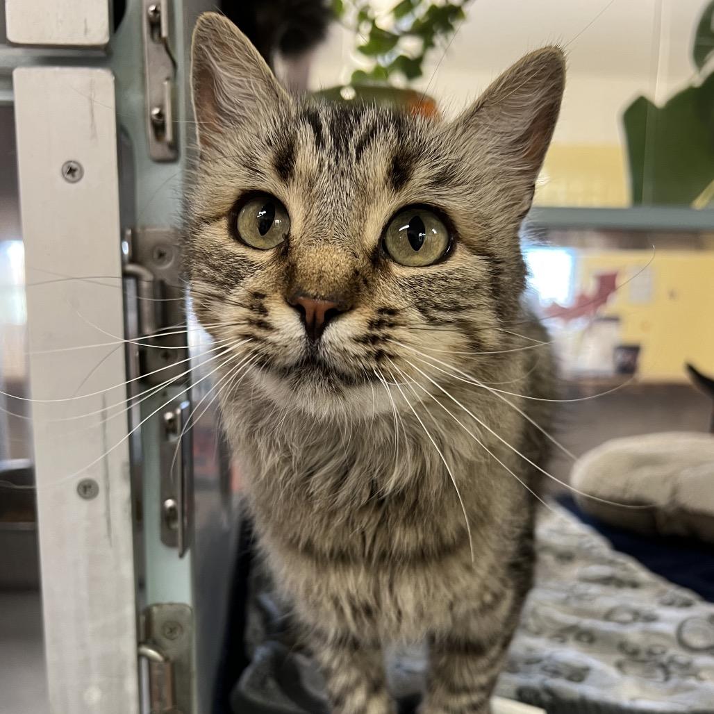 Maple, Adoptable, Adult Female Domestic Medium Hair.