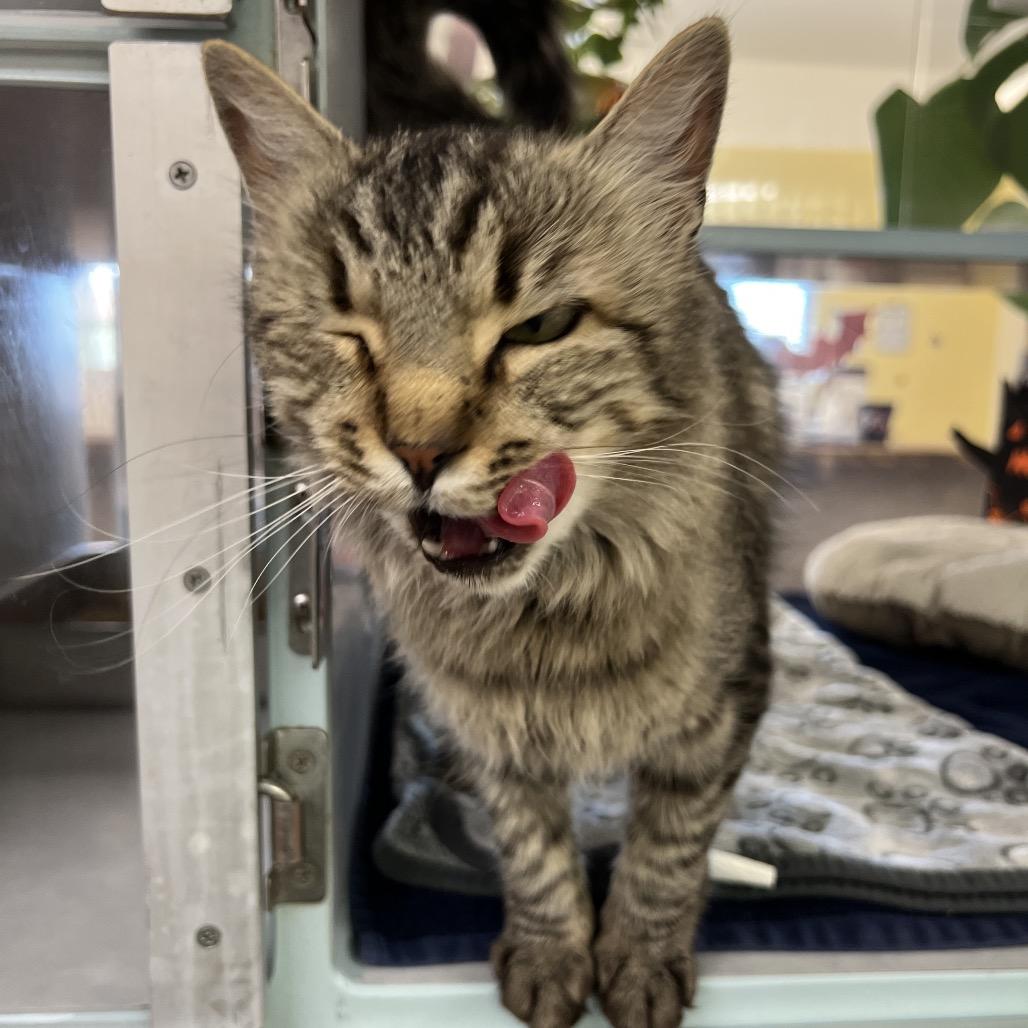 Enlarge Maple, a Adoptable Domestic Medium Hair in Glenwood Springs, CO image 2/5