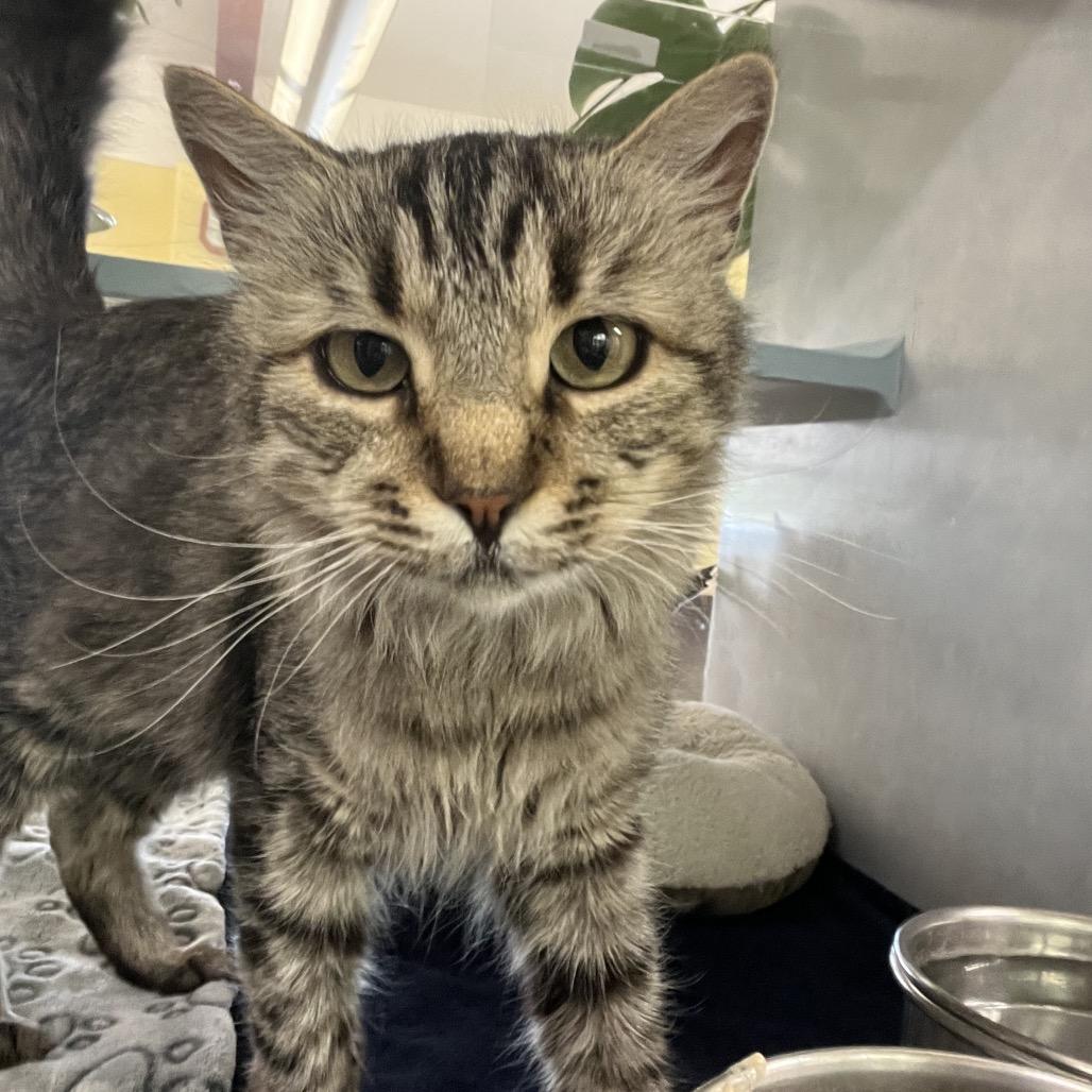 Enlarge Maple, a Adoptable Domestic Medium Hair in Glenwood Springs, CO image 3/5