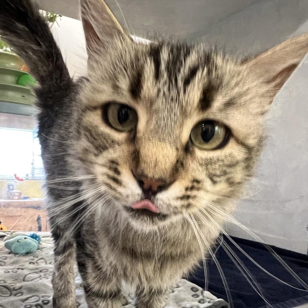 Enlarge Maple, a Adoptable Domestic Medium Hair in Glenwood Springs, CO image 4/5