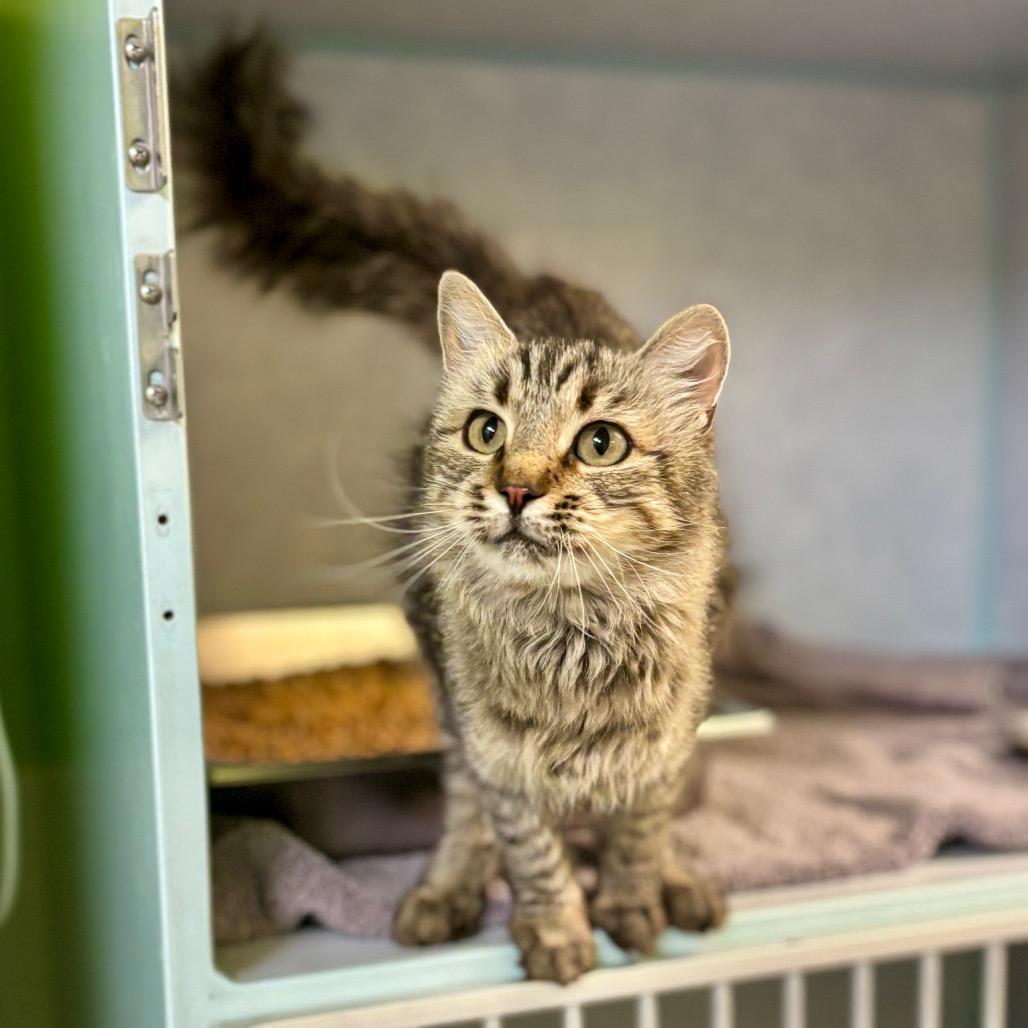 Enlarge Maple, a Adoptable Domestic Medium Hair in Glenwood Springs, CO image 5/5