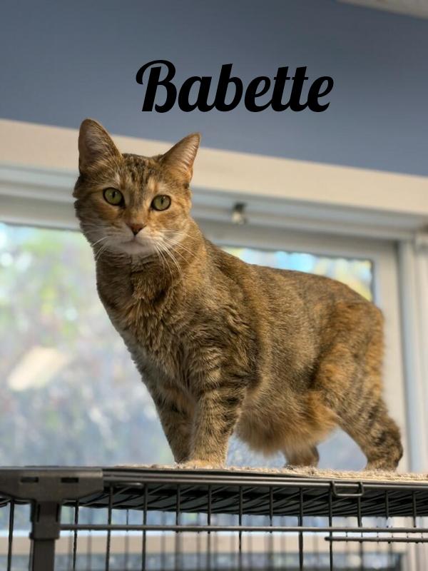 Enlarge Babette, a Adoptable mixed breed in Manistee, MI image 1/1