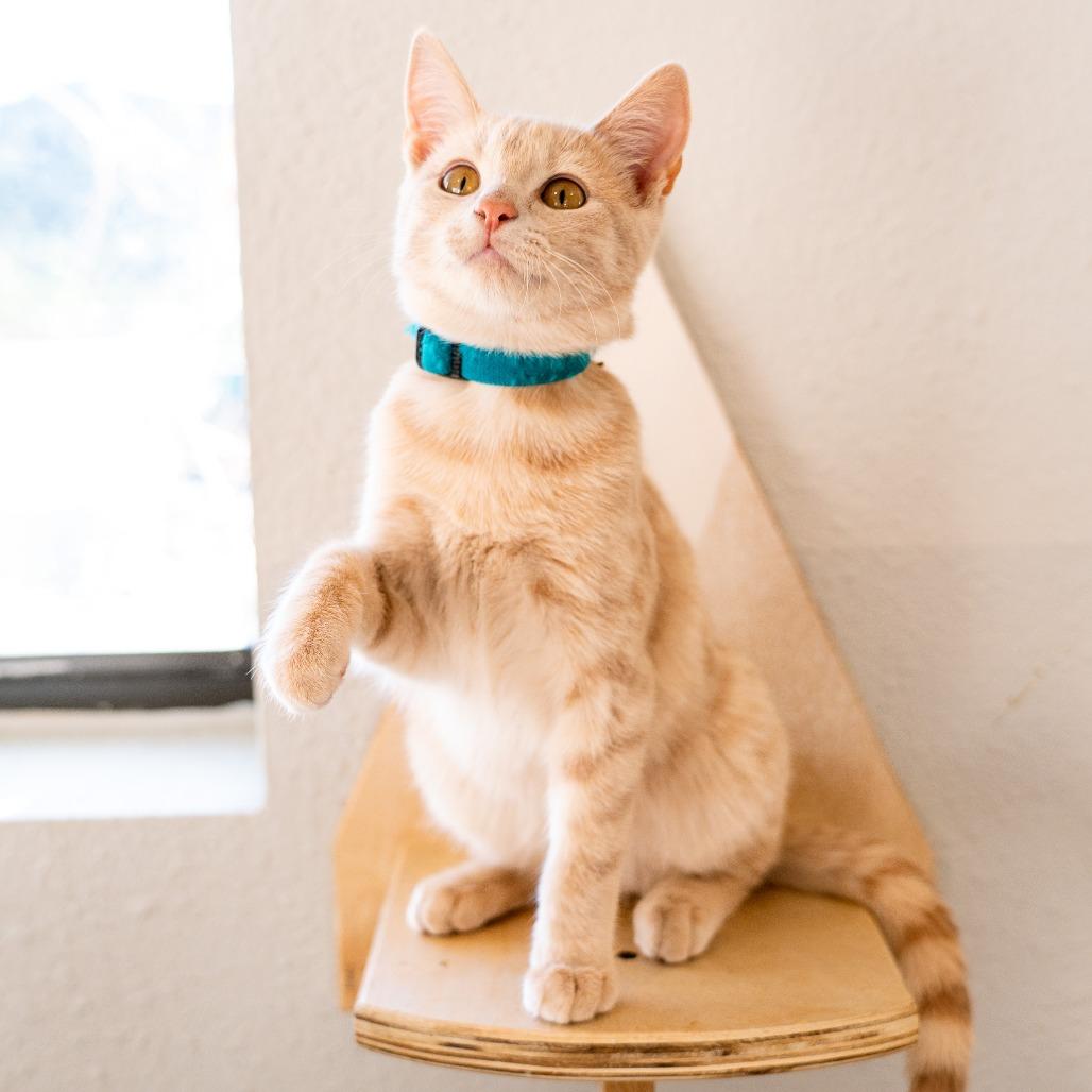 Myers, Adoptable, Kitten Male Domestic Short Hair.