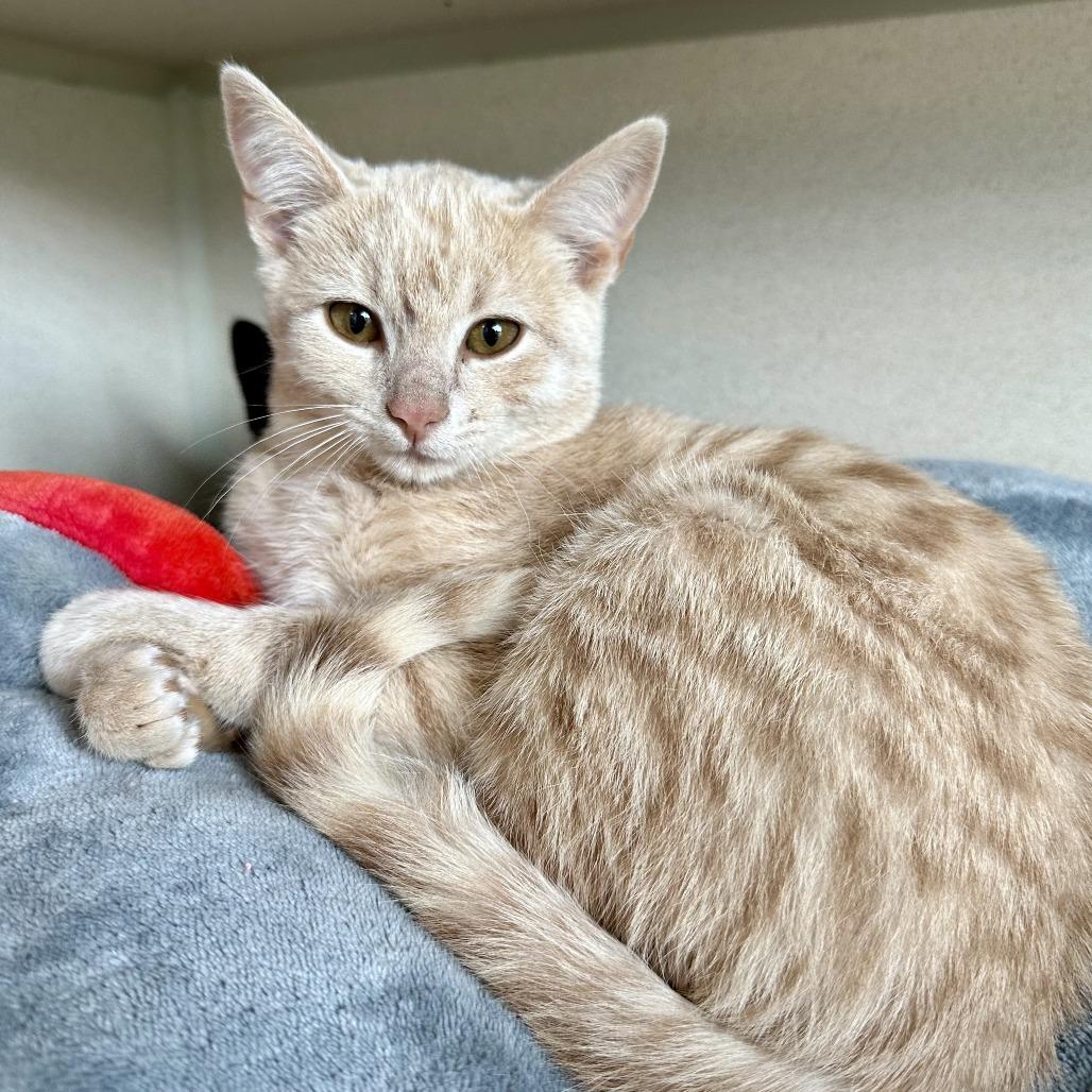 Enlarge Myers, a Adoptable Domestic Short Hair in Durango, CO image 2/3