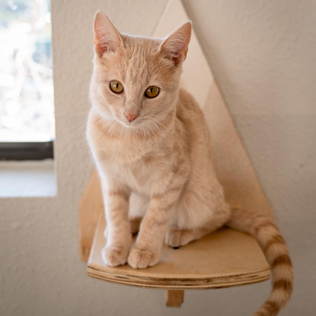 Enlarge Myers, a Adoptable Domestic Short Hair in Durango, CO image 3/3