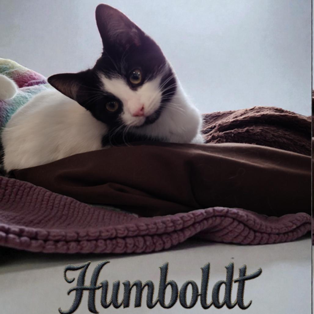 Enlarge Humboldt, a Adoptable Domestic Short Hair in Muncie, IN image 1/2