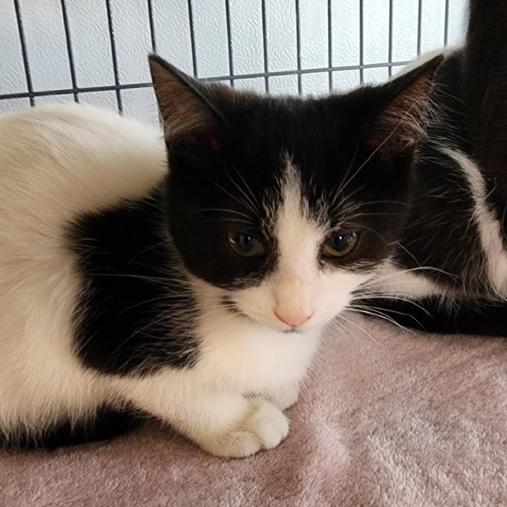 Enlarge Humboldt, a Adoptable Domestic Short Hair in Muncie, IN image 2/2