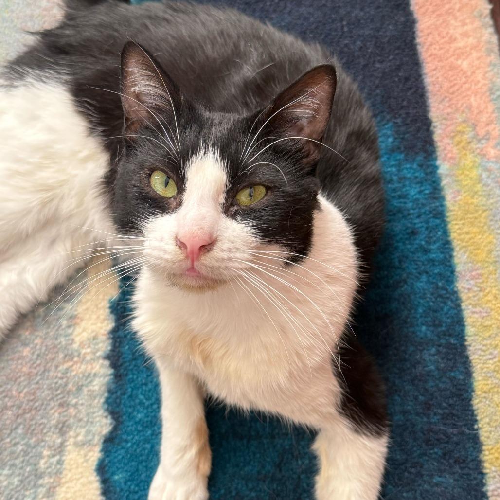 Opus (Opie), Adoptable, Young Male Domestic Short Hair.