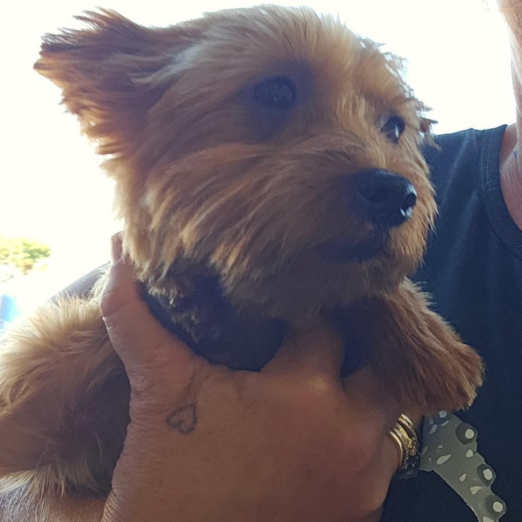 Enlarge Ruby Red, a Adoptable Yorkshire Terrier in Goltry, OK image 1/4