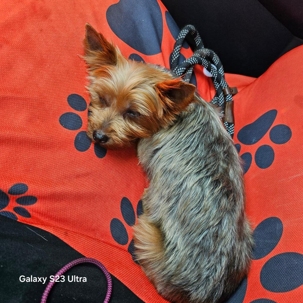 Enlarge Ruby Red, a Adoptable Yorkshire Terrier in Goltry, OK image 2/4